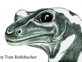 Bleistift-Feuersalamander