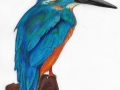 Kingfisher - 1