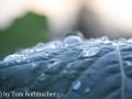 Natur & Bauwerke - Blatt im Januar (18.01.15)