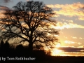 Natur & Bauwerke - Tree of Life (10.01.15) - 2