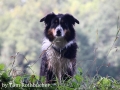 Tiere - Cheyenne (13.09.15)