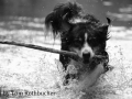 Tiere - Cheyenne im Wasser (19.07.15)