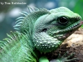 Tiere - Leguan (08.02.15)