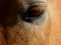 Tiere - Pferd - 1