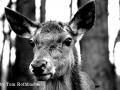 Tiere - Rotwild (18.01.15)
