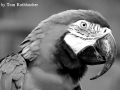 Tiere - Vogel - Ara (08.02.15) - 2