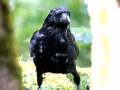 Tiere - Vogel - Rabe (25.08.15)