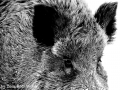 Tiere - Wildschwein (29.12.14) - 2