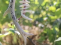 Croatoan Windspiel