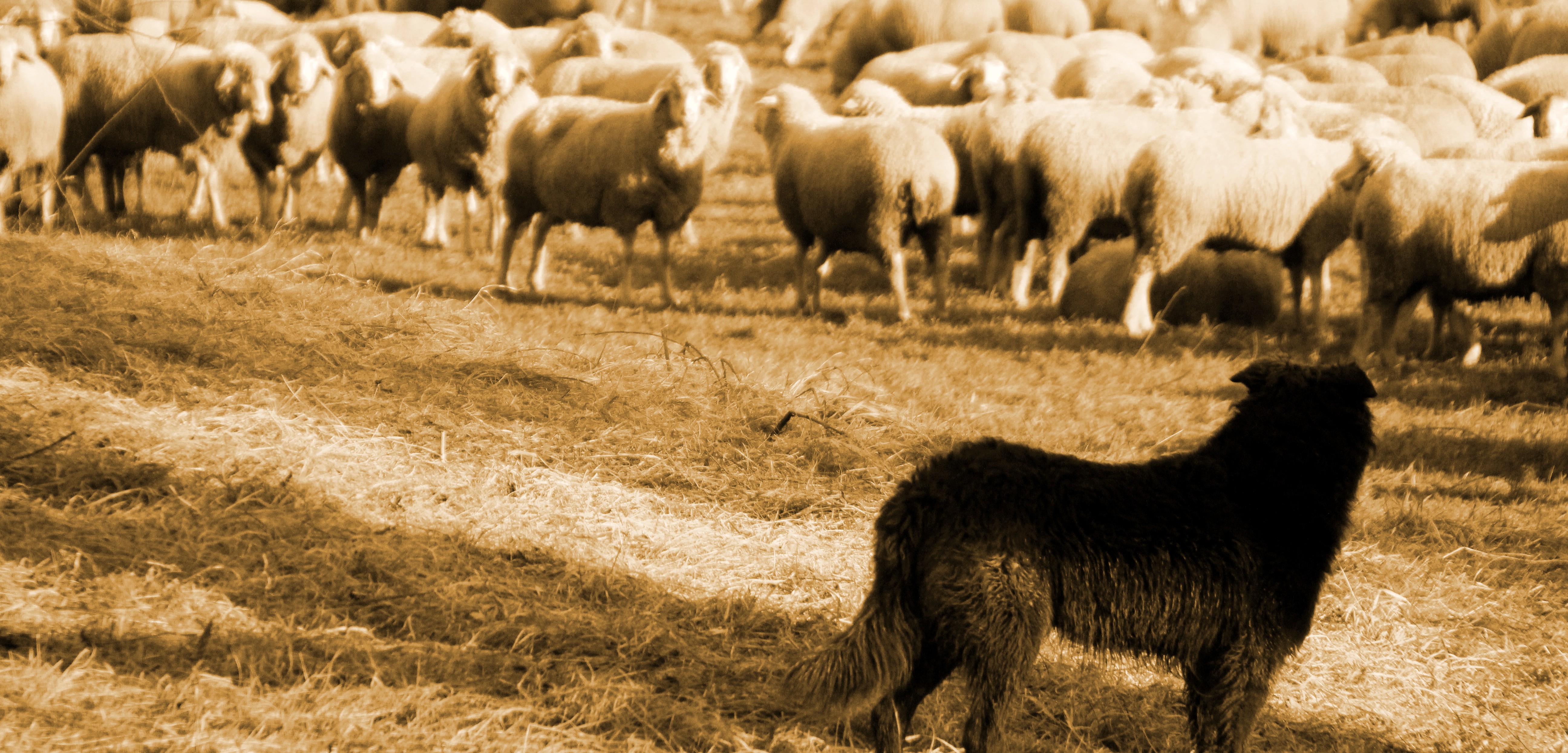 The Shepherd is a wolf